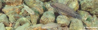 Telmatochromis cf. temporalis 'Kekese'.jpg