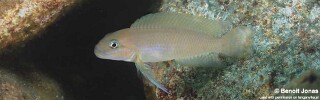 Telmatochromis cf. temporalis 'Maleza (Mamalesa) Island'.jpg