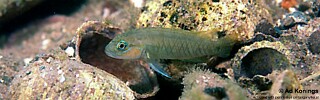 Telmatochromis cf. temporalis 'Mbita Island'.jpg