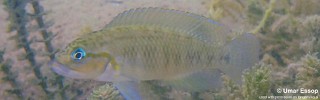 Telmatochromis cf. temporalis 'Mpulungu'.jpg