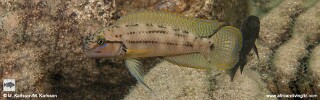 Telmatochromis cf. temporalis 'Mwaka Bay'.jpg