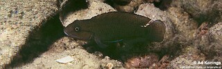 Telmatochromis cf. temporalis 'Sumbu'.jpg