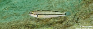 Telmatochromis vittatus 'Kerenge Island'.jpg