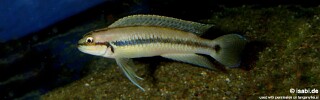 Telmatochromis vittatus! 'Congo'.jpg