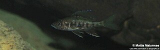 Trematocara zebra 'Jakobsens Beach'.jpg