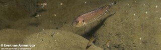 Triglachromis otostigma! 'Zambia'.jpg