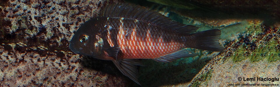 Tropheus 'Red Blotch' (unknown locality)<br><font color=gray>Tropheus 'red belly' (unknown locality)</font><br><font color=red>T. sp. 'kirschfleck' x T. sp. 'limespot'</font>