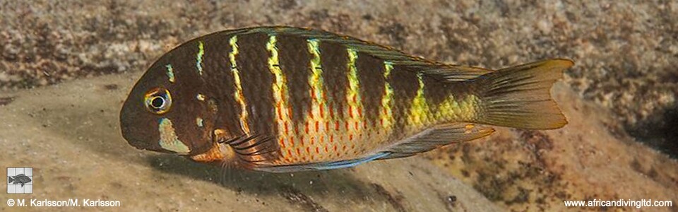 Tropheus 'Zadeni' Mabilibili Bay - T. sp. 'kirschfleck' x T. sp. 'limespot'