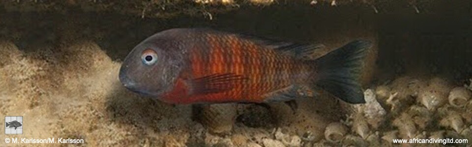<font color=red>Tropheus sp. 'mpimbwe' x T. sp. 'kirschfleck' at Udachi Point</font>
