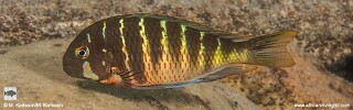 Tropheus Zadeni 'Mabilibili Bay'.jpg