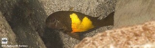 Tropheus sp. 'kaiser' x Tropheus sp. 'kirschfleck' Lufungu Bay.jpg