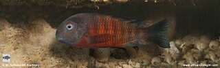 Tropheus sp. 'mpimbwe' x Tropheus sp. 'kirschfleck' Udachi.jpg