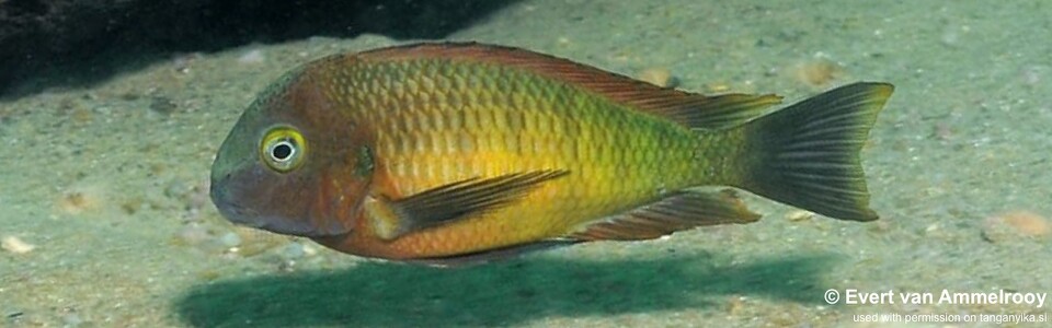 Tropheus Ilangi 'Ilangi' - T. moorii x T. sp. 'red'