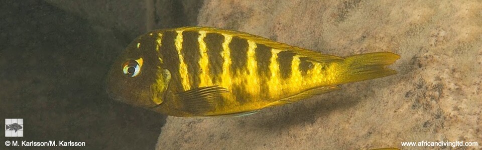 <font color=red>Tropheus sp. 'mpimbwe' x T. sp. 'kaiser' at Udachi</font>
