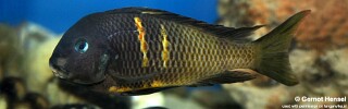 Tropheus 'Ubwari'! (Green).jpg