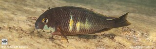 Tropheus sp. 'kirschfleck' x Tropheus sp. 'Limespot' Lyamembe.jpg