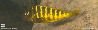 Tropheus sp. 'mpimbwe' x Tropheus sp. 'kaiser' Udachi.jpg
