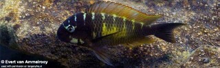 Tropheus! 'Fedha'.jpg