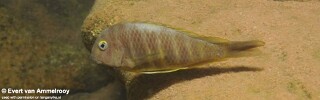 Tropheus brichardi 'Kigoma'! (North).jpg