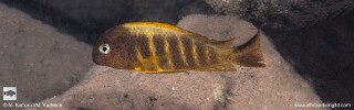 Tropheus brichardi 'Moyobozi'! (South).jpg