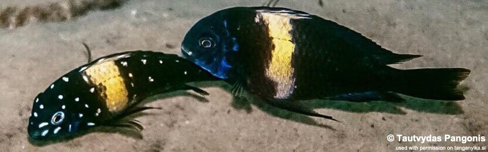 Tropheus duboisi 'Mkuyu Point'<br><font color=gray>Maswa duboisi</font> 