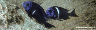 Tropheus duboisi 'Jakobsens Beach'.jpg