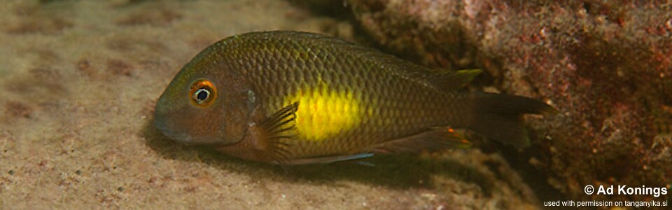 Tropheus moorii 'Kalambo Lodge'<br><font color=gray>Chisanza Moorii</font>