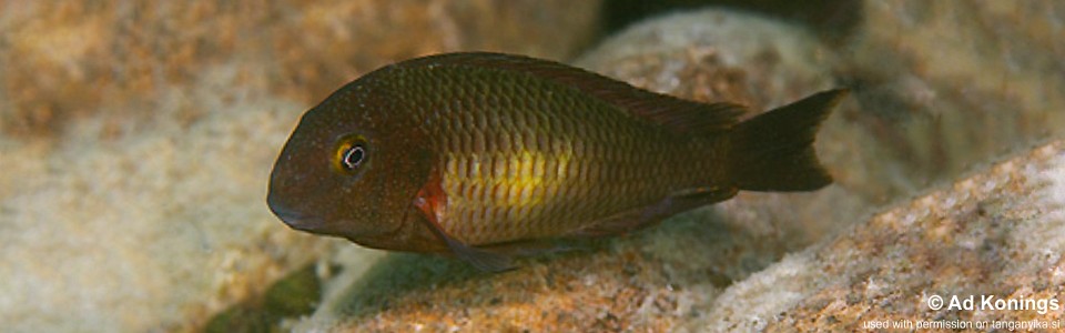 Tropheus moorii 'Kombe'