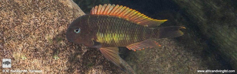 Tropheus moorii 'Mtosi' (Red Namansi)