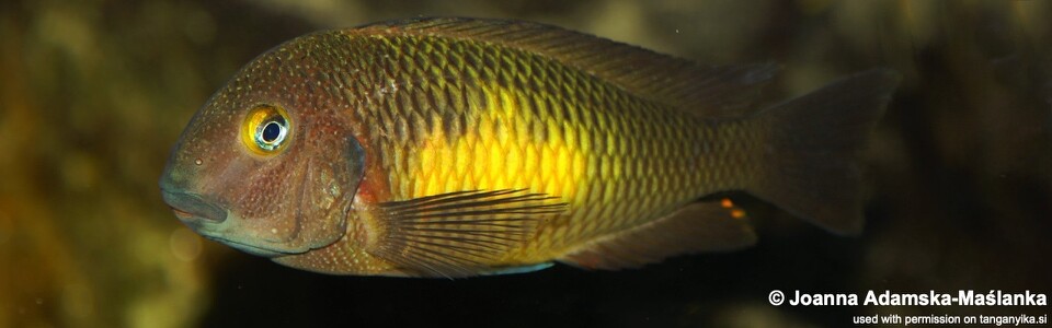 Tropheus moorii 'Mutondwe Island' (Chikonde)<br><font color=gray>Lemon spot Moorii</font>