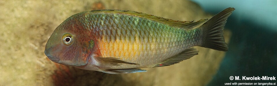 Tropheus moorii (Chilambo)<br><font color=gray>Yellow Rainbow</font> 