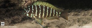 Tropheus moorii 'Mongwe'.jpg