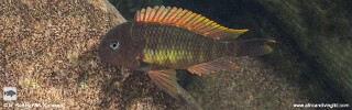 Tropheus moorii 'Mtosi Bay' (Red Namansi).jpg