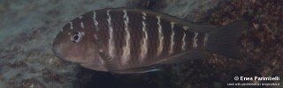 Tropheus moorii! 'Lupote Bay'.jpg