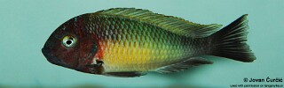 Tropheus moorii! 'Musanga'.jpg