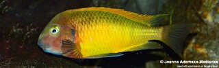 Tropheus moorii! 'Nkonde'.jpg