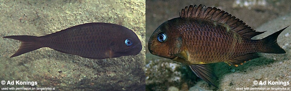 Tropheus sp. 'crescentic' Halembe<br><font color=gray>Tropheus sp. 'lunatus' Halembe</font>