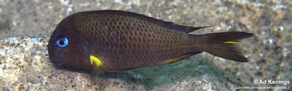 Tropheus sp. 'crescentic' Ifala<br><font color=gray>Tropheus sp. 'lunatus' Ifala</font>