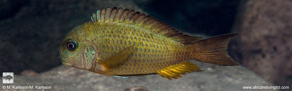 Tropheus sp. 'crescentic' Kangwena<br><font color=gray>Tropheus sp. 'lunatus' Kangwena</font>