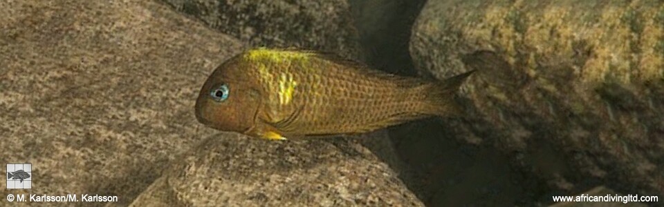 Tropheus sp. 'crescentic' Kibwe Bay<br><font color=gray>Tropheus sp. 'lunatus' Kibwe Bay<br>Yellow band; Green Wimple Moorii</font>