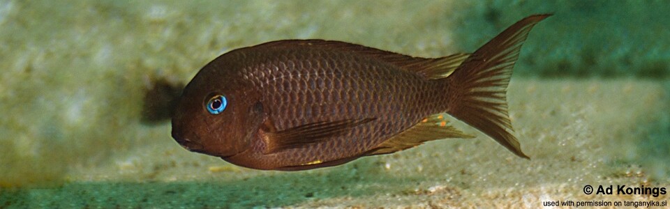 Tropheus sp. 'crescentic' Kilima<br><font color=gray>Tropheus sp. 'lunatus' Kilima</font>