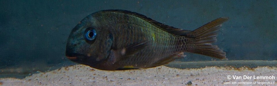 Tropheus sp. 'crescentic' (Kongwe Green)<br><font color=gray>Tropheus sp. 'lunatus' (Kongwe Green)</font>