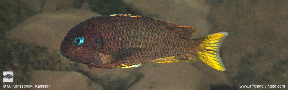 Tropheus sp. 'crescentic' Kungwe Point (Kushangaza)<br><font color=gray>Tropheus sp. 'lunatus' Kungwe Point (Kushangaza)</font>