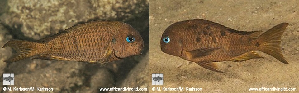 Tropheus sp. 'crescentic' Kungwe Point<br><font color=gray>Tropheus sp. 'lunatus' Kungwe Point</font>