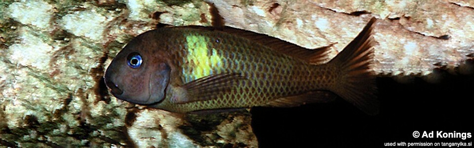 Tropheus sp. 'crescentic' (Malagarasi)<br><font color=gray>Tropheus sp. 'lunatus' (Malagarasi)</font>