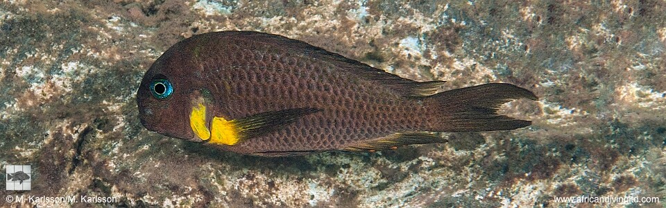 Tropheus sp. 'crescentic' Mkuyu<br><font color=gray>Tropheus sp. 'lunatus' Mkuyu<br>Tropheus Isonga</font>