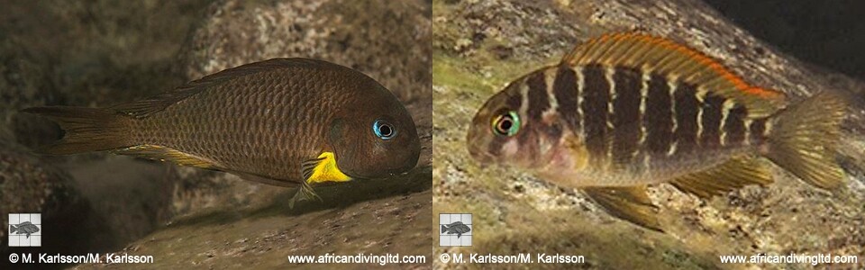 Tropheus sp. 'crescentic' Segunga (North)<br><font color=gray>Tropheus sp. 'lunatus' Segunga (North)<br>Tropheus Isonga</font>