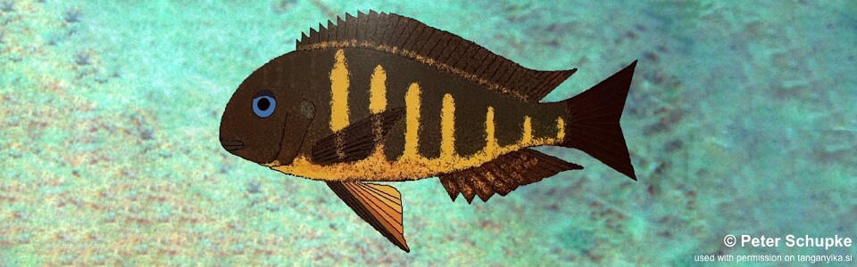 Tropheus sp. 'crescentic' Ubwari<br><font color=gray>Tropheus sp. 'lunatus' Ubwari</font>