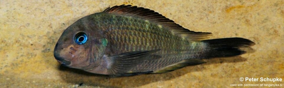 Tropheus sp. 'crescentic' Yungu<br><font color=gray>Tropheus sp. 'lunatus' Yungu<br>Green Congo</font> 
