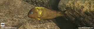 Tropheus sp. 'crescentic' Kibwe Bay.jpg